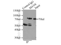 MAVS/VISA Rabbit anti-Human, Polyclonal, Proteintech 150 &mu;L; Unconjugated:Antibodies,