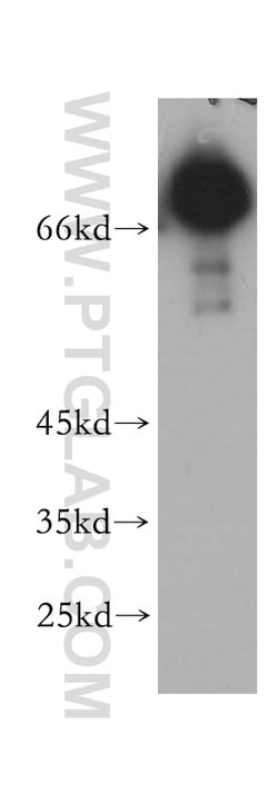 MAVS/VISA Rabbit anti-Human, Polyclonal, Proteintech 150 &mu;L; Unconjugated:Antibodies,