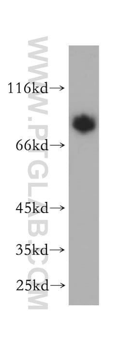 MAVS/VISA Rabbit anti-Human, Polyclonal, Proteintech 150 &mu;L; Unconjugated:Antibodies,