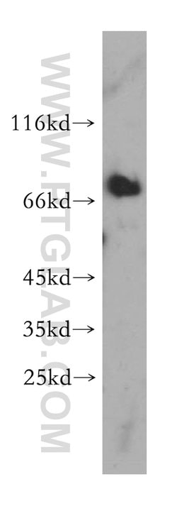 MAVS/VISA Rabbit anti-Human, Polyclonal, Proteintech 150 &mu;L; Unconjugated:Antibodies,