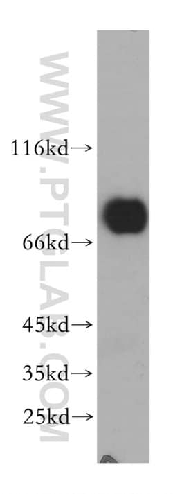 MAVS/VISA Rabbit anti-Human, Polyclonal, Proteintech 150 &mu;L; Unconjugated:Antibodies,