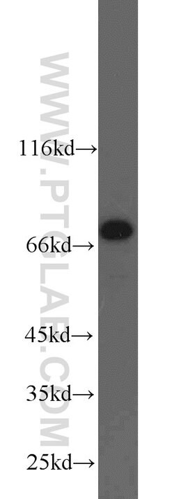 NUB1 Rabbit anti-Human, Mouse, Rat, Polyclonal, Proteintech:Antibodies:Primary