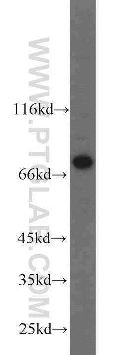 NUB1 Rabbit anti-Human, Mouse, Rat, Polyclonal, Proteintech:Antibodies:Primary