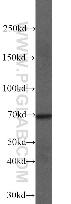 NUB1 Rabbit anti-Human, Mouse, Rat, Polyclonal, Proteintech:Antibodies:Primary