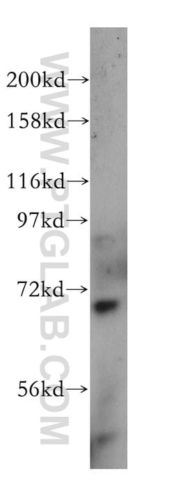NUB1 Rabbit anti-Human, Mouse, Rat, Polyclonal, Proteintech:Antibodies:Primary