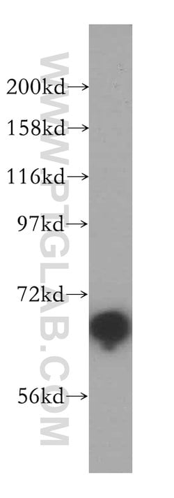 NUB1 Rabbit anti-Human, Mouse, Rat, Polyclonal, Proteintech:Antibodies:Primary