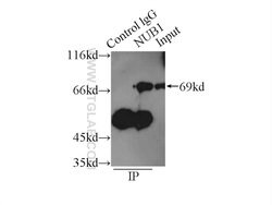 NUB1 Rabbit anti-Human, Mouse, Rat, Polyclonal, Proteintech:Antibodies:Primary