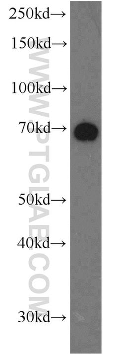 NUB1 Rabbit anti-Human, Mouse, Rat, Polyclonal, Proteintech:Antibodies:Primary
