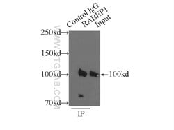 RABEP1 Rabbit anti-Human, Mouse, Rat, Polyclonal, Proteintech:Antibodies:Primary