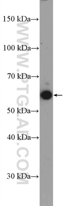 MEF2D Rabbit anti-Human, Mouse, Rat, Polyclonal, Proteintech:Antibodies:Primary