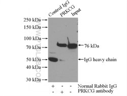 PKC gamma Rabbit anti-Human, Mouse, Rat, Polyclonal, Proteintech 20 &mu;L | Buy Online | Proteintech | Fisher Scientific