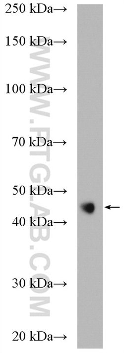 FAM175A Rabbit anti-Human, Mouse, Rat, Polyclonal, Proteintech 150 &mu;L;