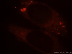 BPI Rabbit anti-Human, Polyclonal, Proteintech 150 &mu;L; Unconjugated:Antibodies,