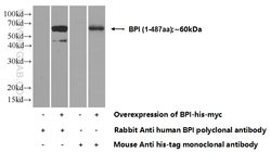 BPI Rabbit anti-Human, Polyclonal, Proteintech 150 &mu;L; Unconjugated:Antibodies,