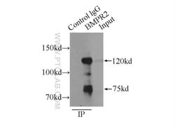 BMPR2 Rabbit anti-Human, Mouse, Rat, Polyclonal, Proteintech 20 &mu;L;