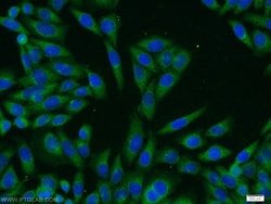 PASK Rabbit anti-Human, Mouse, Rat, Polyclonal, Proteintech:Antibodies:Primary