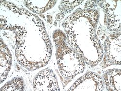 PASK Rabbit anti-Human, Mouse, Rat, Polyclonal, Proteintech:Antibodies:Primary