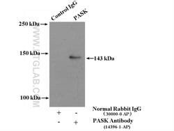 PASK Rabbit anti-Human, Mouse, Rat, Polyclonal, Proteintech:Antibodies:Primary