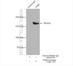 PASK Rabbit anti-Human, Mouse, Rat, Polyclonal, Proteintech:Antibodies:Primary
