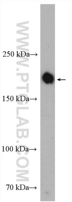 PASK Rabbit anti-Human, Mouse, Rat, Polyclonal, Proteintech:Antibodies:Primary