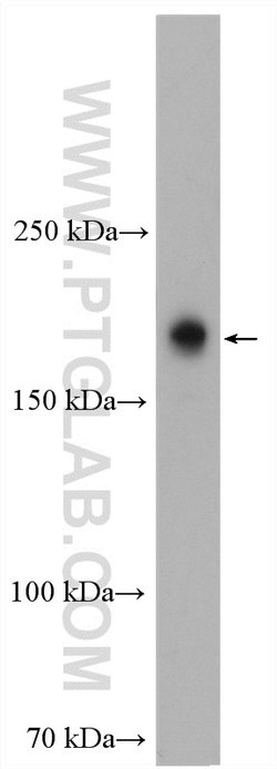 PASK Rabbit anti-Human, Mouse, Rat, Polyclonal, Proteintech:Antibodies:Primary