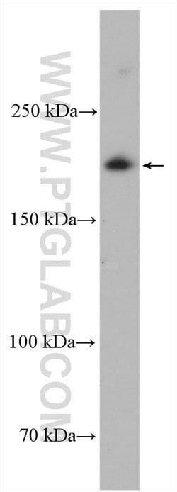 PASK Rabbit anti-Human, Mouse, Rat, Polyclonal, Proteintech:Antibodies:Primary