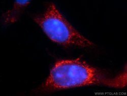 TRAF3IP1 Rabbit anti-Human, Mouse, Rat, Polyclonal, Proteintech:Antibodies:Primary