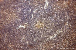 ITM2A Rabbit anti-Human, Mouse, Rat, Polyclonal, Proteintech:Antibodies:Primary