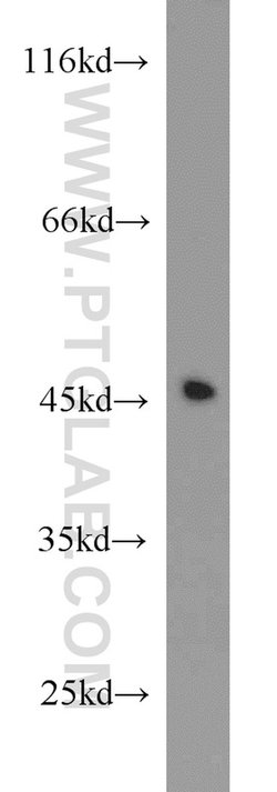 ITM2A Rabbit anti-Human, Mouse, Rat, Polyclonal, Proteintech:Antibodies:Primary