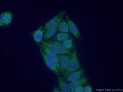 NDUFS6 Rabbit anti-Human, Mouse, Rat, Polyclonal, Proteintech:Antibodies:Primary