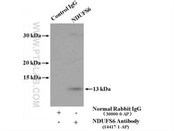 NDUFS6 Rabbit anti-Human, Mouse, Rat, Polyclonal, Proteintech:Antibodies:Primary