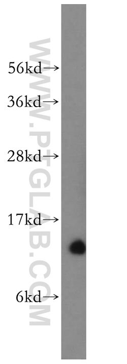 NDUFS6 Rabbit anti-Human, Mouse, Rat, Polyclonal, Proteintech:Antibodies:Primary