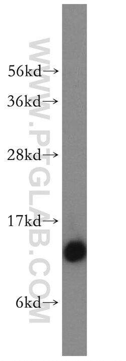 NDUFS6 Rabbit anti-Human, Mouse, Rat, Polyclonal, Proteintech:Antibodies:Primary