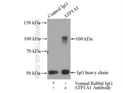 ATP1A1 Rabbit anti-Human, Mouse, Rat, Polyclonal, Proteintech 150 &mu;L | Buy Online | Proteintech | Fisher Scientific