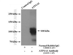 ATP1A1 Rabbit anti-Human, Mouse, Rat, Polyclonal, Proteintech 150 &mu;L | Buy Online | Proteintech | Fisher Scientific