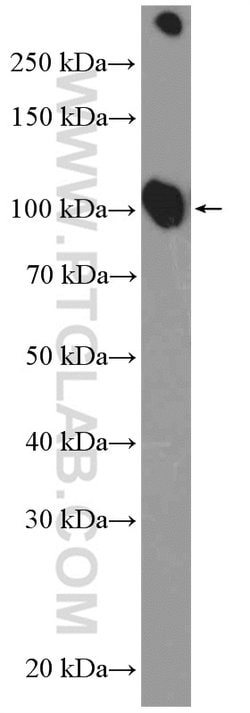 ATP1A1 Rabbit anti-Human, Mouse, Rat, Polyclonal, Proteintech 150 &mu;L | Buy Online | Proteintech | Fisher Scientific