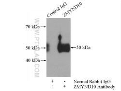 ZMYND10 Rabbit anti-Human, Mouse, Rat, Polyclonal, Proteintech 150 μL;
