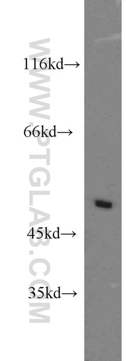 ZMYND10 Rabbit anti-Human, Mouse, Rat, Polyclonal, Proteintech 150 μL;