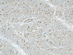 STK17A Rabbit anti-Human, Mouse, Polyclonal, Proteintech:Antibodies:Primary