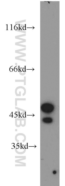 STK17A Rabbit anti-Human, Mouse, Polyclonal, Proteintech:Antibodies:Primary
