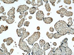 STK17A Rabbit anti-Human, Mouse, Polyclonal, Proteintech:Antibodies:Primary
