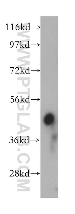 PPME1 Rabbit anti-Human, Mouse, Rat, Polyclonal, Proteintech:Antibodies:Primary