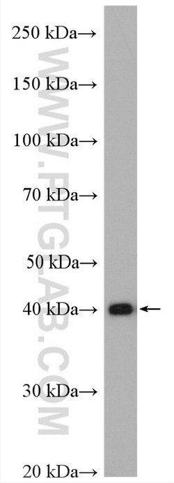 PPME1 Rabbit anti-Human, Mouse, Rat, Polyclonal, Proteintech:Antibodies:Primary