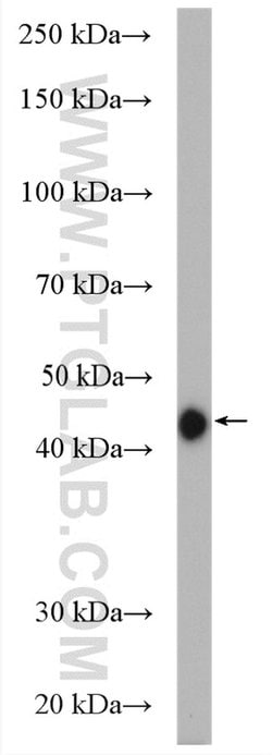 PPME1 Rabbit anti-Human, Mouse, Rat, Polyclonal, Proteintech:Antibodies:Primary
