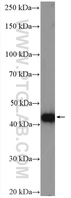 PPME1 Rabbit anti-Human, Mouse, Rat, Polyclonal, Proteintech:Antibodies:Primary