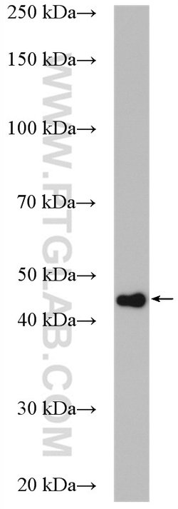 PPME1 Rabbit anti-Human, Mouse, Rat, Polyclonal, Proteintech:Antibodies:Primary