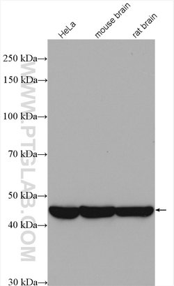 PPME1 Rabbit anti-Human, Mouse, Rat, Polyclonal, Proteintech:Antibodies:Primary