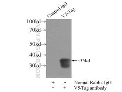 Proteintech V5-tag Rabbit anti-Tag, Polyclonal, Proteintech
