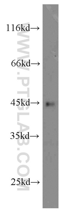 Proteintech Orai1-Alpha Rabbit anti-Human, Mouse, Rat, Polyclonal, Proteintech