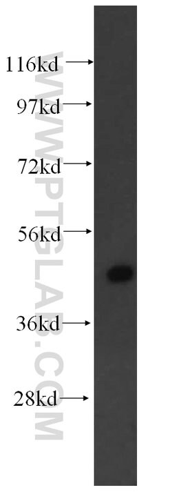 Phospho-RCC1 (Ser12) Rabbit anti-Human, Mouse, Rat, Polyclonal, Proteintech